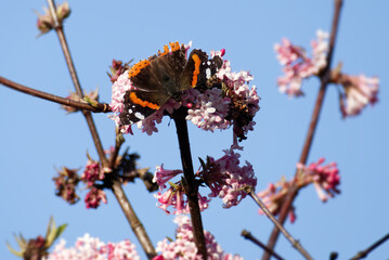 Red admiral butterfly (Vanessa Atalanta) perched on a pink flower in Zurich, Switzerland © Janine