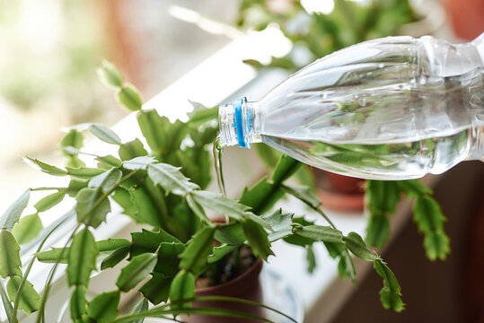 Watering houseplant with bottle in sunlight for growth