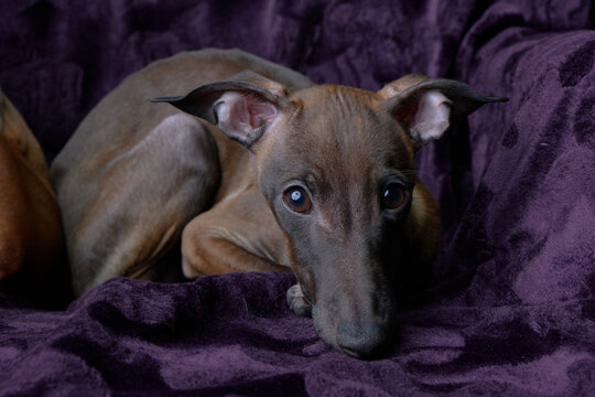 Italian greyhound puppy resting on purple blanket indoors