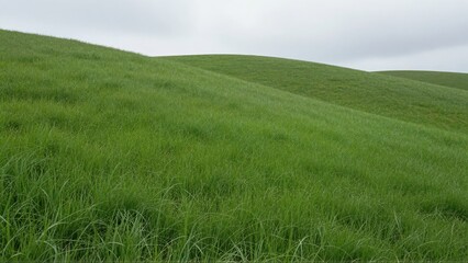 Obraz premium Expansive, rolling hills under a slightly overcast sky, emphasizing the intense, velvety texture of the newly grown, damp spring grass stretching across