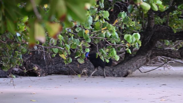 Male Southern cassowary, father with chick baby bird