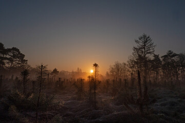 Obraz premium Sunrise over a dewy field with young pine trees