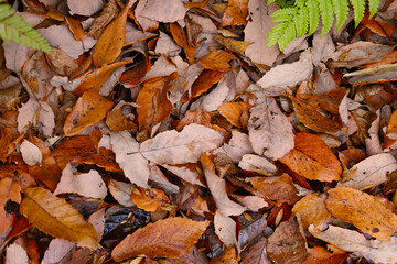 Obraz premium Dry brown fallen leaves covering forest ground