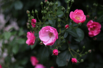 A beautiful rose bush in a public park in Japan