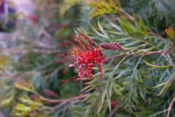 Naklejka premium Red grevillea flower with green needle leaves