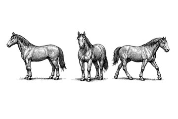 Fototapeta premium Three detailed ink drawings of horses in different poses on a white background