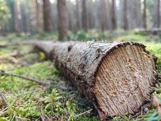 A freshly felled tree log rests on a lush mossy forest floor, surrounded by green ferns and tall trees. Close-up view of the wood's natural grain and bark texture, showcasing nature's beauty.