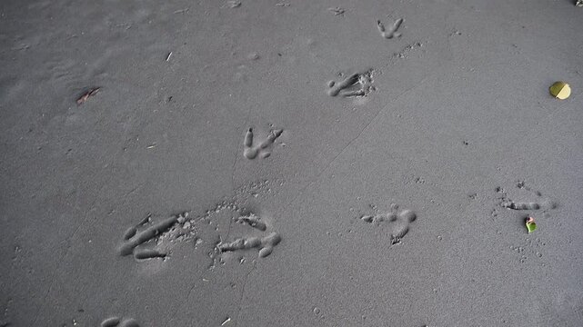 footprints of Southern cassowary, Casuarius casuarius.