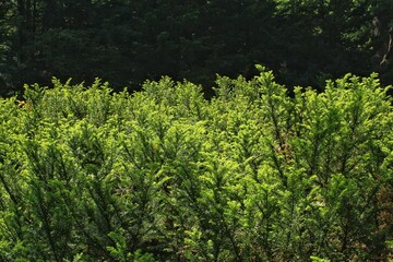 Fototapeta premium Close up of a green yew bush with bright new spring growth needles under sunlight against a dark shaded background of a forest or garden. Taxus baccata evergreen shrub hedge landscape foliage view pic