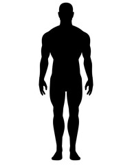 A human silhouette, a male figure for demonstrating muscle groups or other anatomy - a vector silhouette image for a logo, pictogram, or stencil. Human body for anatomy education, male. Male anatomy