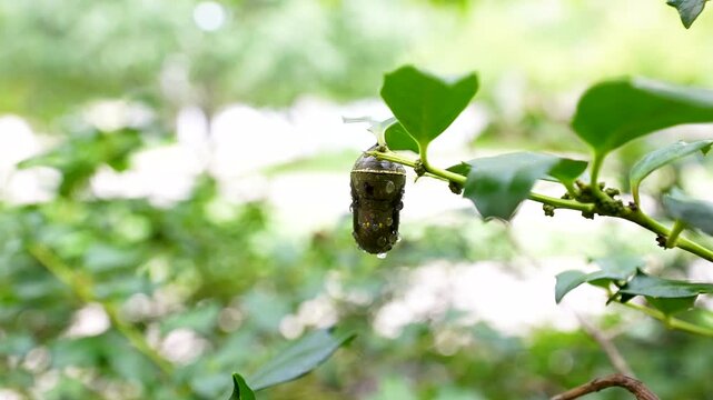a monarch chrysalis cocoon hangs from the leaf of a holly plant dripping with rain drops