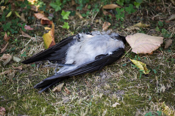 Dead black bird, dead crow in the grass