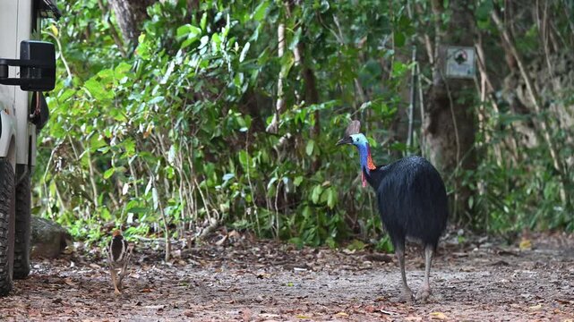 Male Southern cassowary, father with chick baby bird