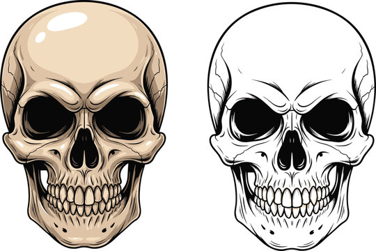 Highly detailed human skull illustration set featuring a realistic beige shaded anatomical head and a clean black and white line art vector graphic