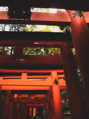 Fototapeta premium Tunnel of red torii gates perspective