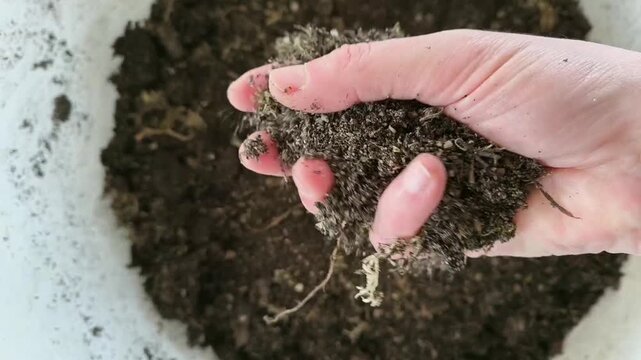 Real Life Authentic Video of Gardener Holding and Showing Rich Airy Organic Potting Soil in Hands