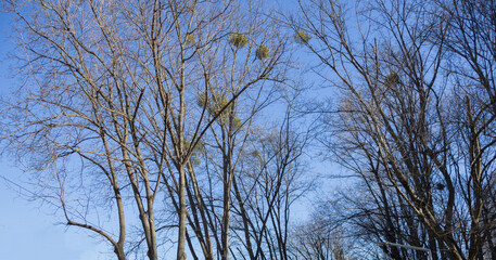 Leafless Winter Trees with Mistletoe Against Blue Sky - Nature Background