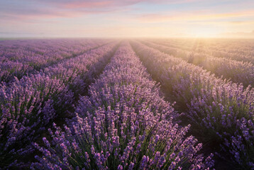 Obraz premium Blooming lavender field rows at sunrise with soft light