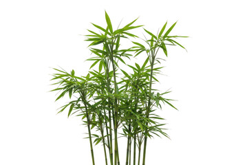 Obraz premium A lush cluster of bamboo stalks with vibrant green leaves isolated on transparent background