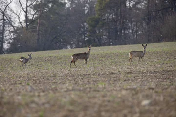 Fototapeten Rehe Three roe deer (Capreolus capreolus) standing in agricultural field  © Paul V.