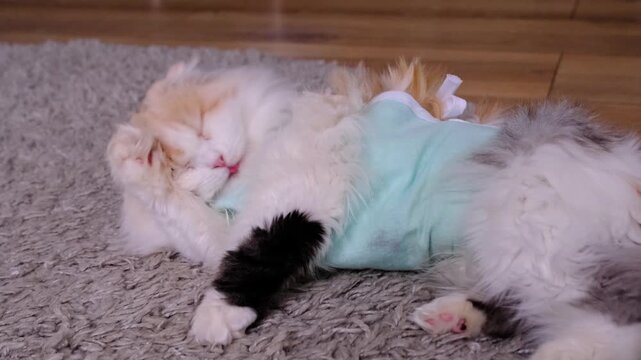 White Cat in a bandage at home recovering from anesthesia after sterilization surgery, licking, washing