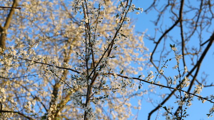Obraz premium Blooming Cherry Tree Branch with White Flowers in Spring Garden