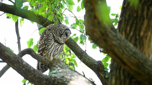 a barred hoot owl blends into the trees with perfect camouflage and stares at a potential meal