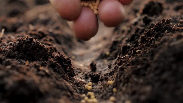 Process of sowing seeds in spring. Close up of farmers hand sowing many small plants seeds into prepared furrow in dark fertile soil. Representing beginning of new crop cycle and agricultural work