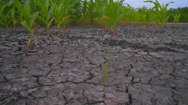 Severe Drought Crisis in Cornfield with Cracked Soil and Dying Crops