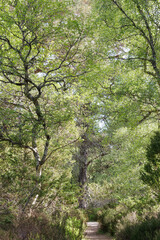 Fototapeta premium Footpath through leafy trees in Cairngorms National Park, Scotland in spring