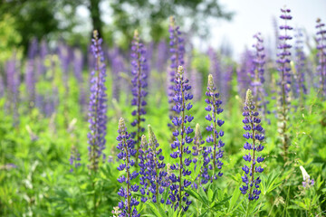 Obraz premium Blooming lupine flower. Lupine, a field of lupine with pink purple and blue flowers. Bouquet of lupines summer floral background. Lupine field. Purple spring and summer flower