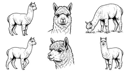 Fototapeta premium alpaca , realistic line art vector set , white background , PNG and SVG isolate