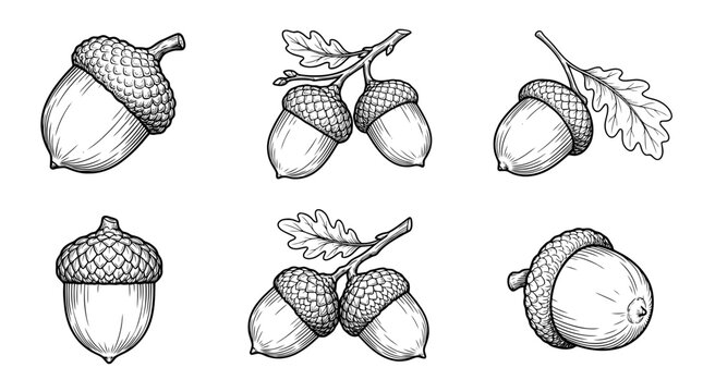 acorn , realistic line art vector set , white background , PNG and SVG isolate