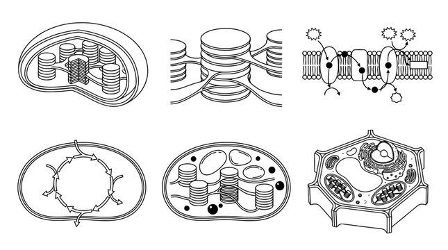 chloroplast , realistic line art vector set , white background , PNG and SVG isolate