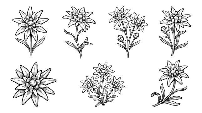 edelweiss , realistic line art vector set , white background , PNG and SVG isolate