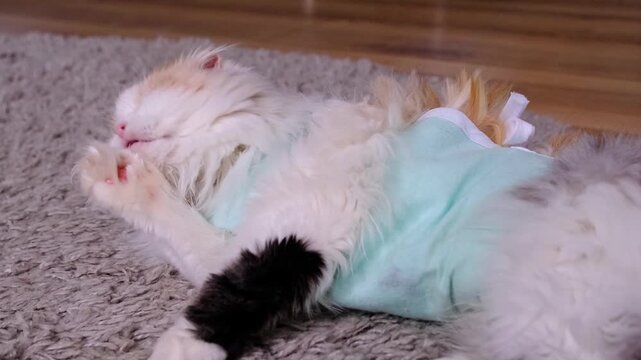 White Cat in a bandage at home recovering from anesthesia after sterilization surgery, licking, washing