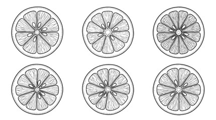 lemon slice , realistic line art vector set , white background , PNG and SVG isolate