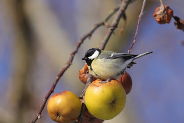 great tit (Parus major) © Maximilian