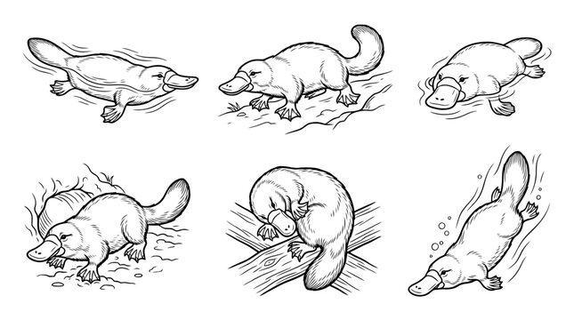 platypus , realistic line art vector set , white background , PNG and SVG isolate