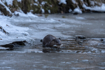 Naklejka premium The otter is hunting in the river in winter. The European otter is moving along the Ici River. A lutra lutra in its native habitat.