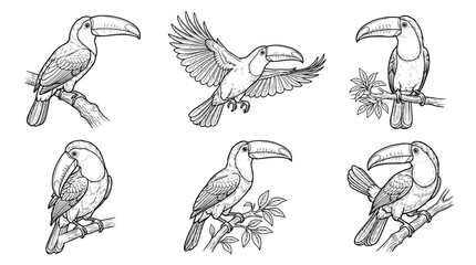 Fototapeta premium toucan , realistic line art vector set , white background , PNG and SVG isolate