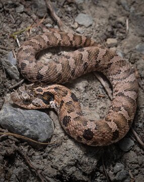 Juvenile Eastern Hognose snake macro portrait