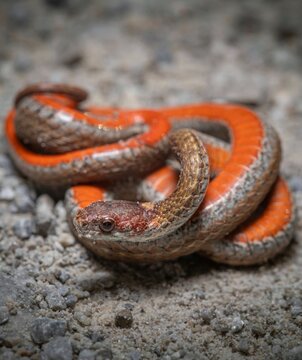 Colorful Northern Red-bellied snake macro portrait