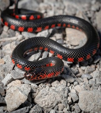 Juvenile Western Mud snake macro portrait