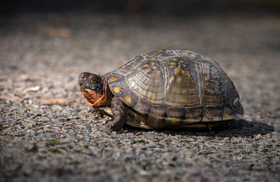 Three-toed Box turtle macro portrait in situ on road 