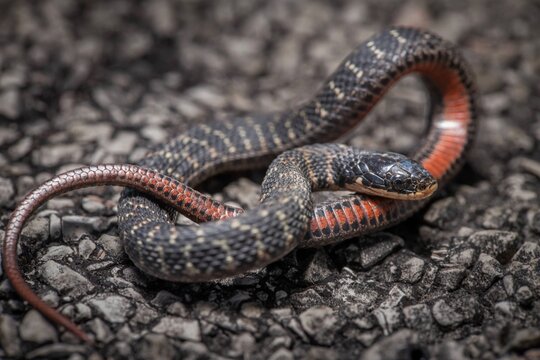 Kirtland's snake macro portrait on road 