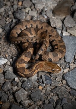 Juvenile Midland Water snake macro portrait 