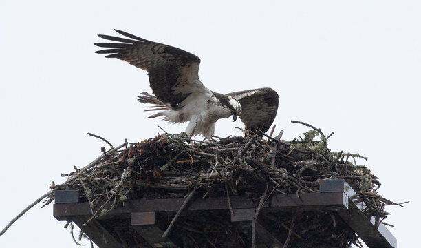Osprey