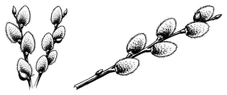 Black and white pussy willow branch botanical vector illustration