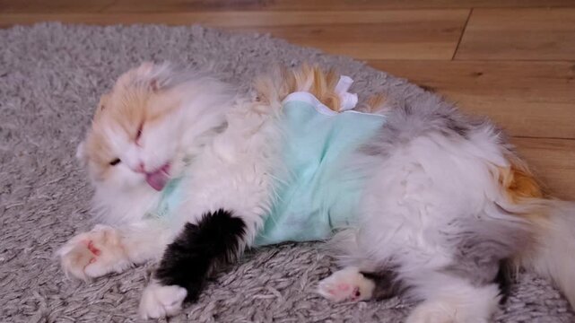 White Cat in a bandage at home recovering from anesthesia after sterilization surgery, licking, washing